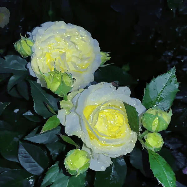 Eustoma Rosa Sem Espinhos💐Sementes de Lisanthus