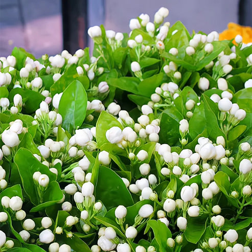 Sementes de Jasmim Duplo