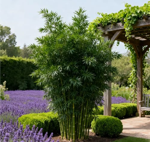 🔥ÚLTIMO DIA DE OFERTA 🎍Semente de Cipreste de Bambu da Sorte