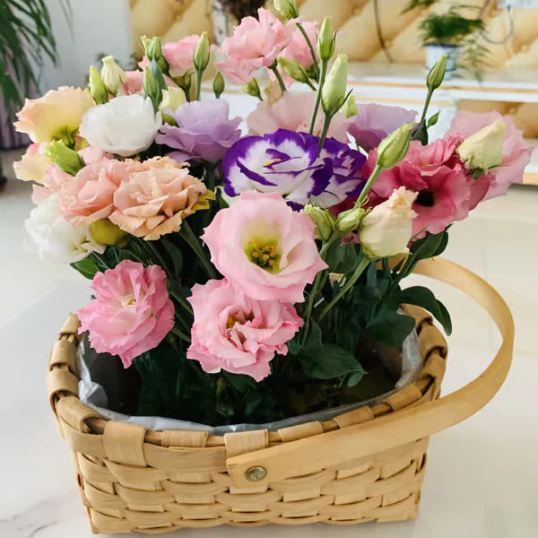 Eustoma Rosa Sem Espinhos💐Sementes de Lisanthus