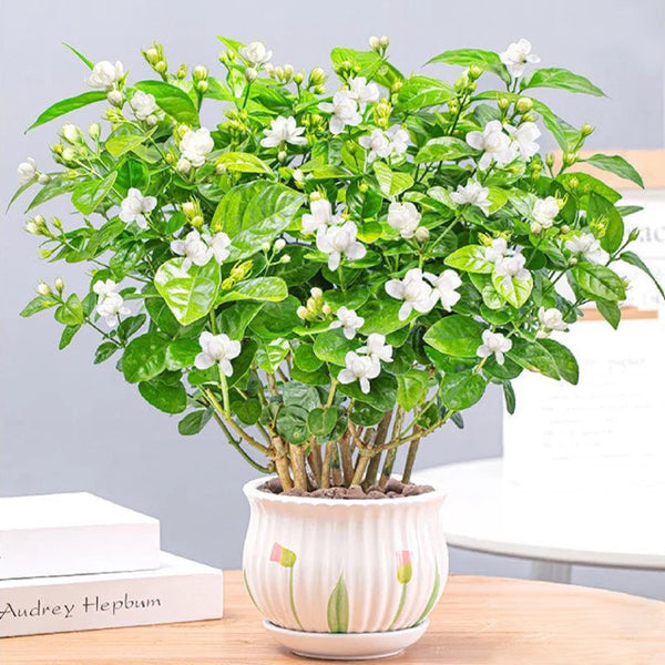 Sementes de Jasmim Duplo