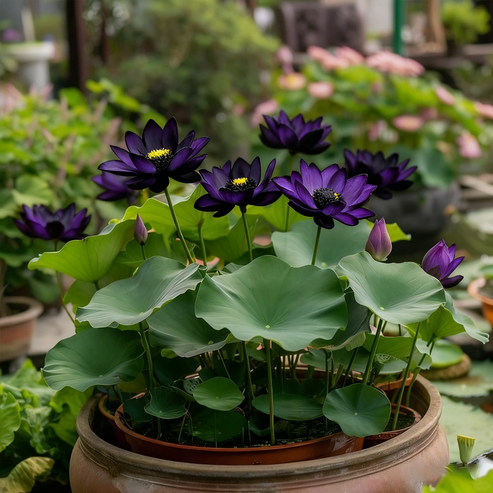 đźSementes de LĂłtus Roxo Meia-Noite