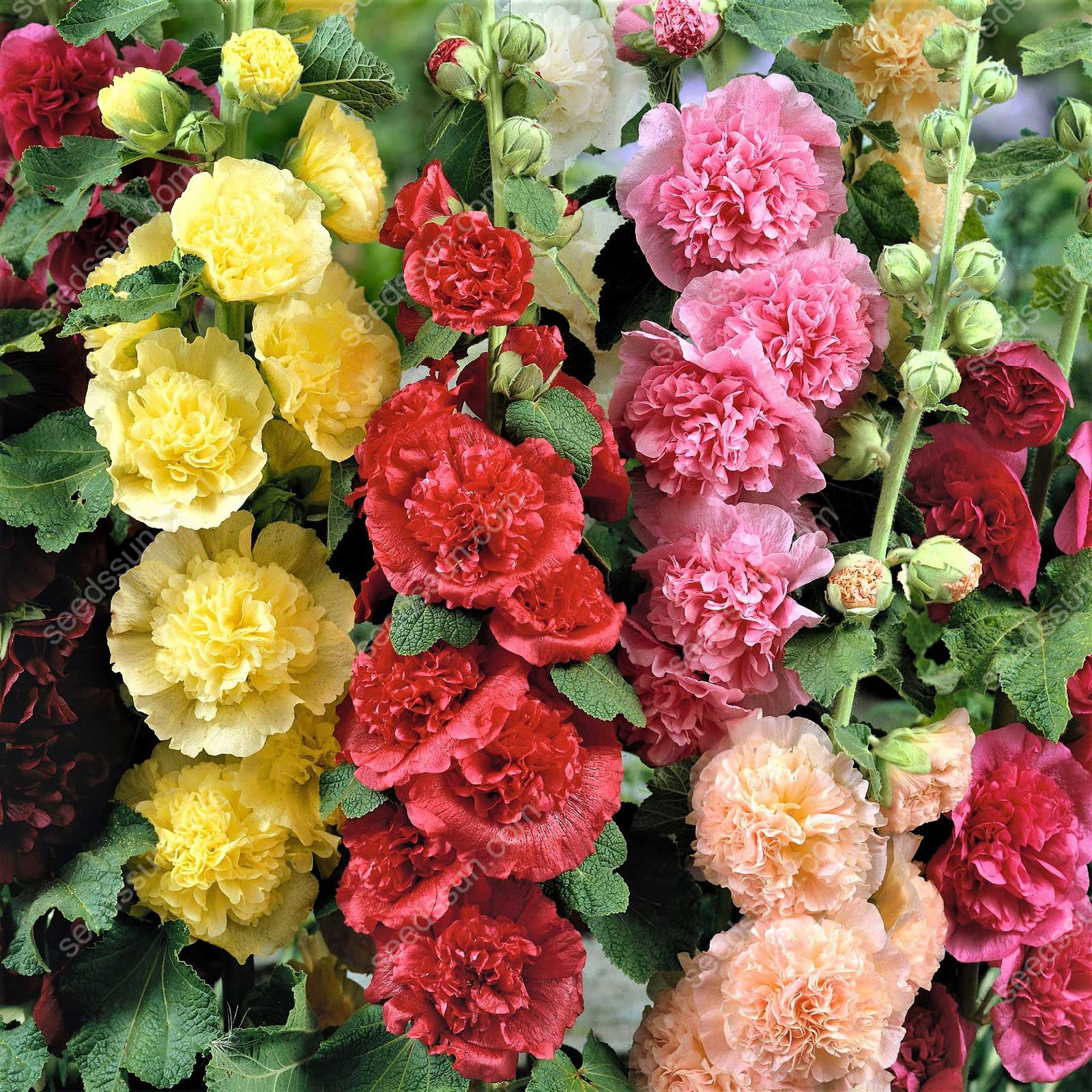 Sementes raras de malva-rosa dupla