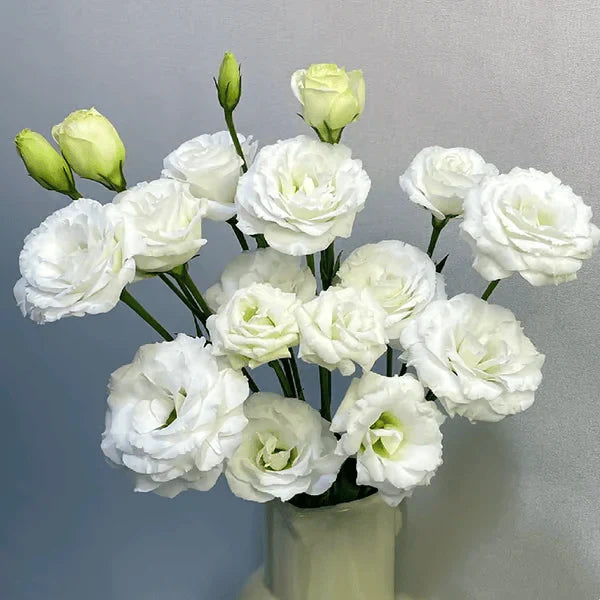 Eustoma Rosa Sem Espinhos💐Sementes de Lisanthus