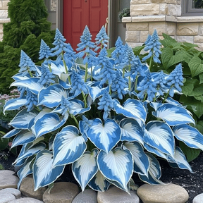 🔥🔥Sementes de Hosta Premium Raras🌿Planta Tolerante à Sombra