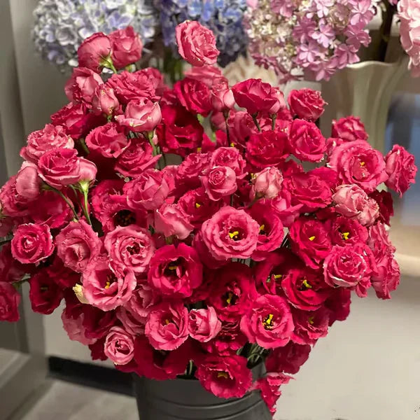 Eustoma Rosa Sem Espinhos💐Sementes de Lisanthus