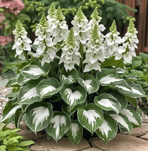 🔥🔥Sementes de Hosta Premium Raras🌿Planta Tolerante à Sombra