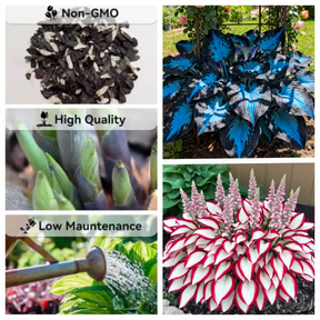 🔥🔥Sementes de Hosta Premium Raras🌿Planta Tolerante à Sombra