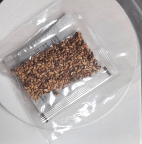 Sementes de Rosa Trepadeira 🌹