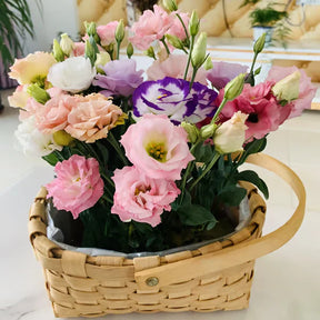 Eustoma Rosa Sem Espinhos💐Sementes de Lisanthus