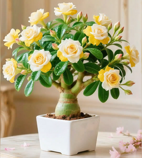 🌵 Rosa do Deserto – Flores Exóticas, Beleza Sem Esforço! 🌺