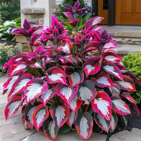 🔥🔥Sementes de Hosta Premium Raras🌿Planta Tolerante à Sombra