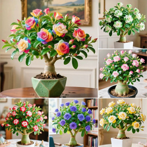 🌵 Rosa do Deserto – Flores Exóticas, Beleza Sem Esforço! 🌺