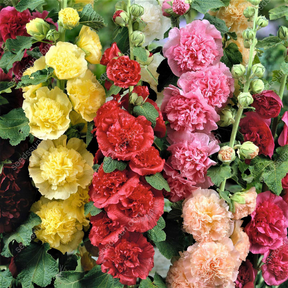 Sementes raras de malva-rosa dupla