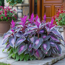 🔥🔥Sementes de Hosta Premium Raras🌿Planta Tolerante à Sombra