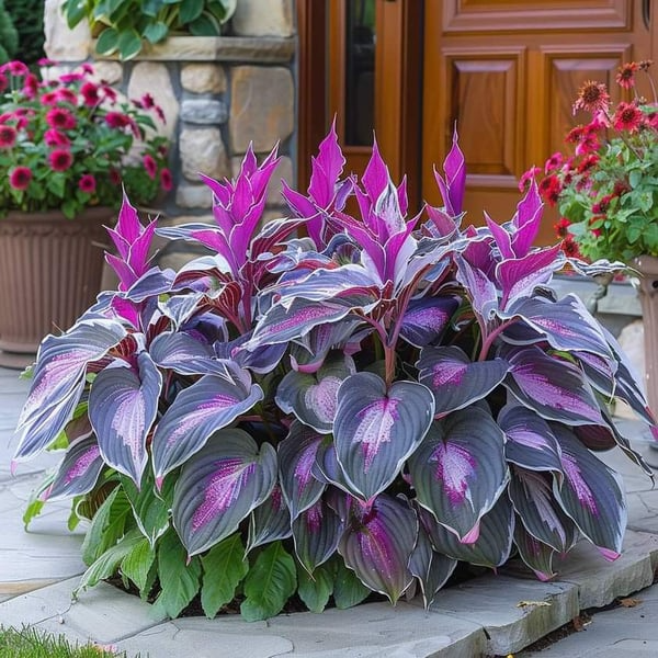 🔥🔥Sementes de Hosta Premium Raras🌿Planta Tolerante à Sombra