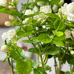 Sementes de Jasmim Duplo