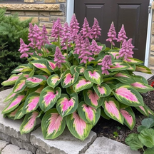 🔥🔥Sementes de Hosta Premium Raras🌿Planta Tolerante à Sombra