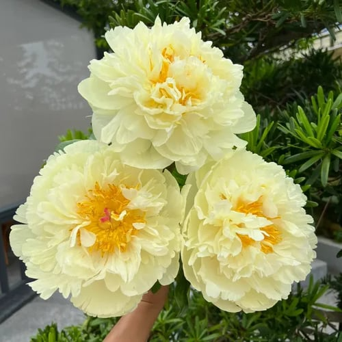 🌺A RAINHA DAS FLORES — PIANO DE PÉTALAS DUPLAS