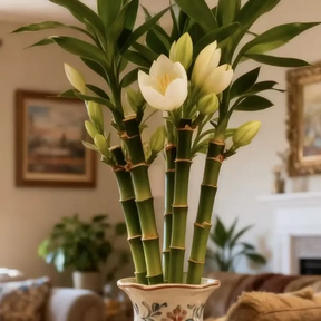 🔥ÚLTIMO DIA DE OFERTA 🎍Semente de Cipreste de Bambu da Sorte