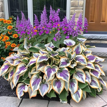 🔥🔥Sementes de Hosta Premium Raras🌿Planta Tolerante à Sombra