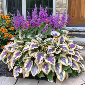 🔥🔥Sementes de Hosta Premium Raras🌿Planta Tolerante à Sombra