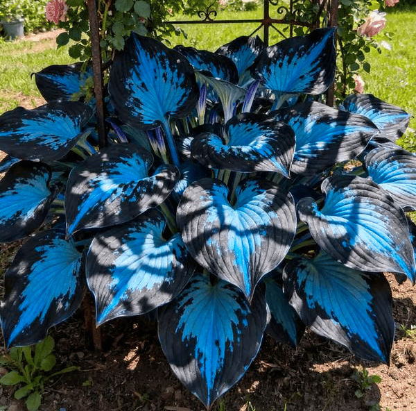 🔥🔥Sementes de Hosta Premium Raras🌿Planta Tolerante à Sombra