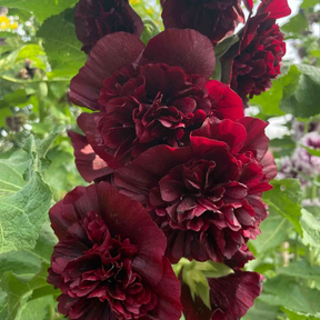 Sementes raras de malva-rosa dupla