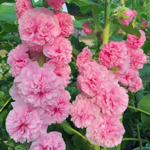 Sementes raras de malva-rosa dupla