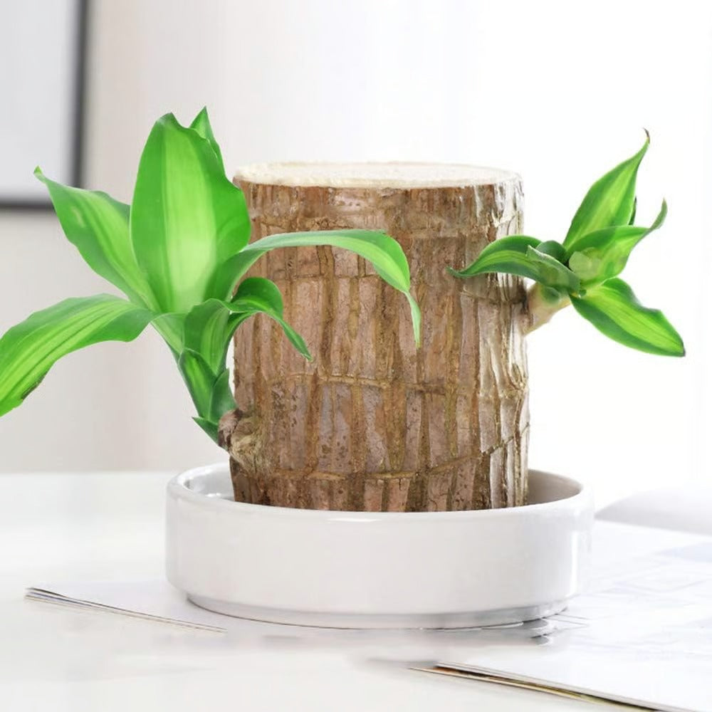 🔥ÚLTIMO DIA DE OFERTA ✨Planta em vaso Madeira Brasileira da Sorte