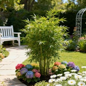 Sementes de Bambu da Sorte Perene