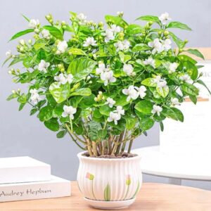 Sementes de jasmim duplo